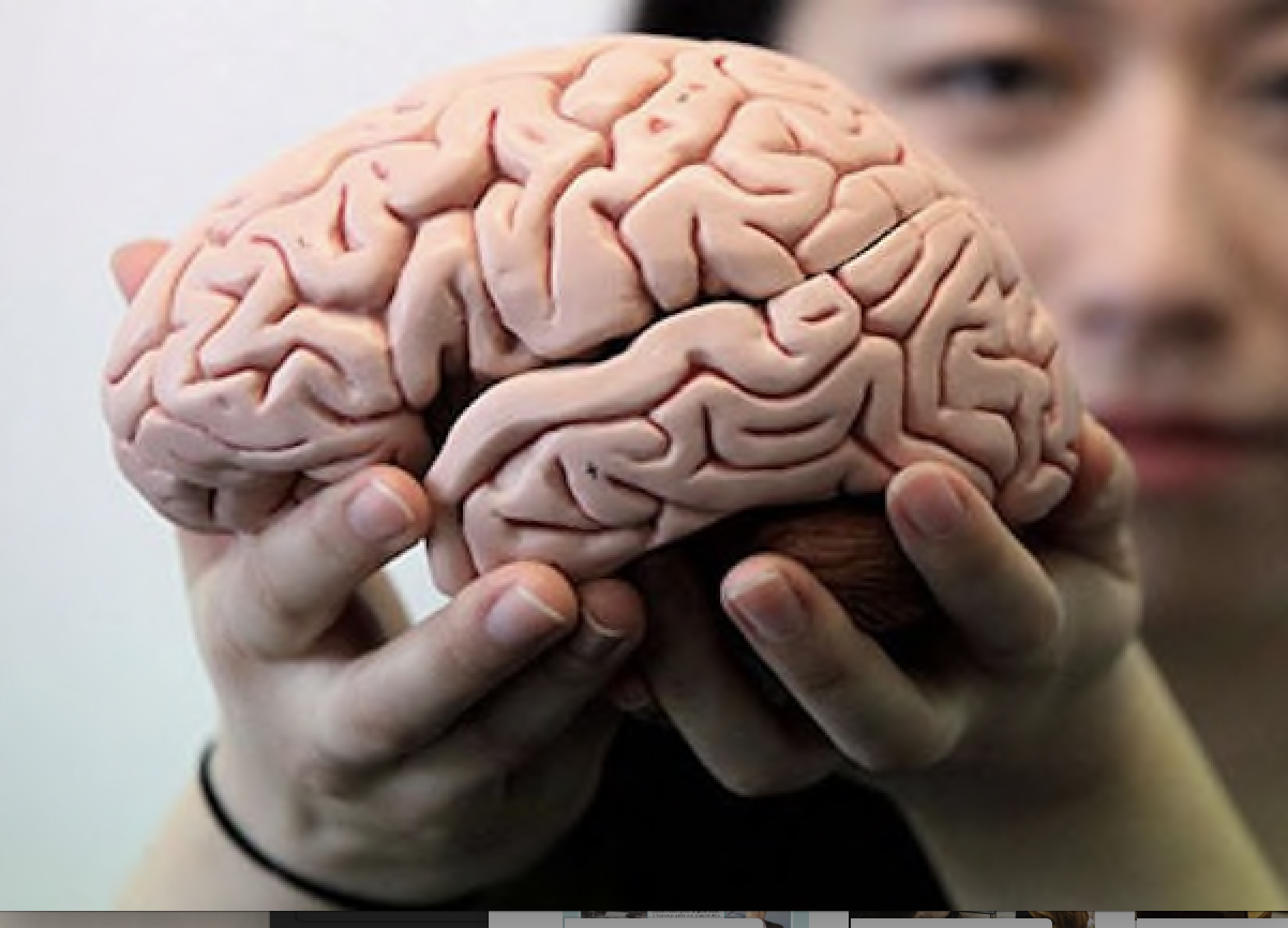Размер мозга увеличивается. Мозг в старости.